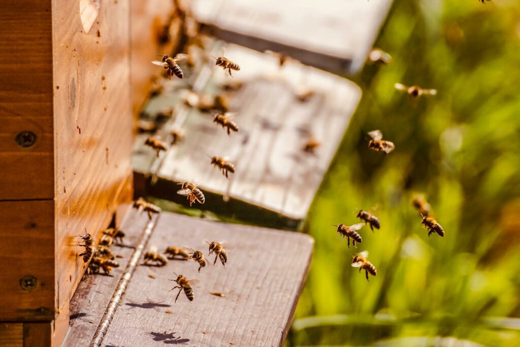 Déclaration des ruches 2022